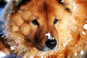 animals, Dogs, Fur, Face, Eyes, Canine, Winter, Snow, Cold, Seasons