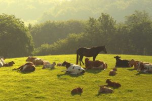 animals, Horses, Cows, Calf, Calves, Nature, Landscapes, Babies, Pasture, Fields, Grass, Trees, Haze, Sunlight, Hills, Scenic, Farm
