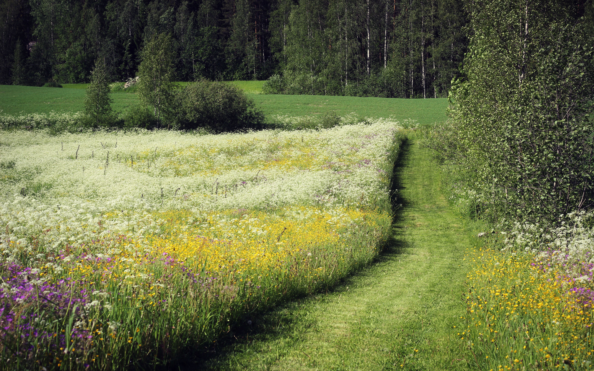 nature, Landscapes, Fields, Grass, Flowers, Trees, Forests, Green, Meadow, Spring, Seasons Wallpaper
