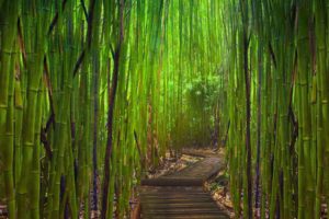 green, Landscapes, Nature, Bamboo, Paths, Young