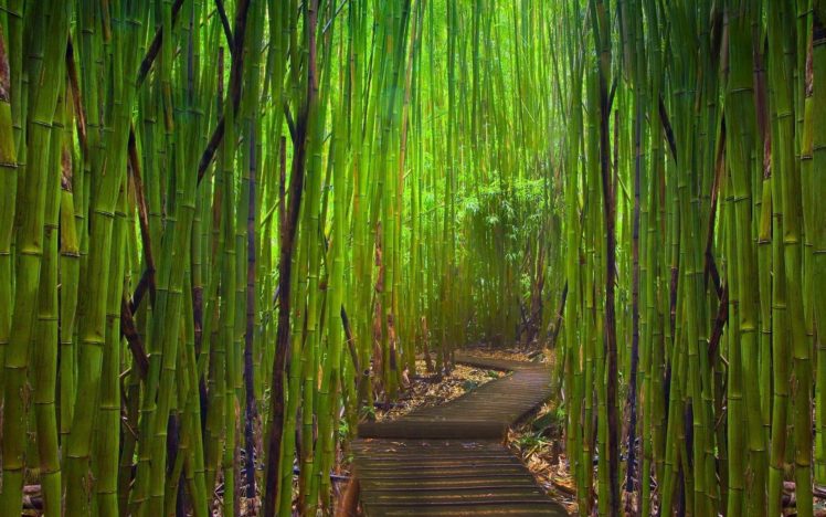 green, Landscapes, Nature, Bamboo, Paths, Young HD Wallpaper Desktop Background