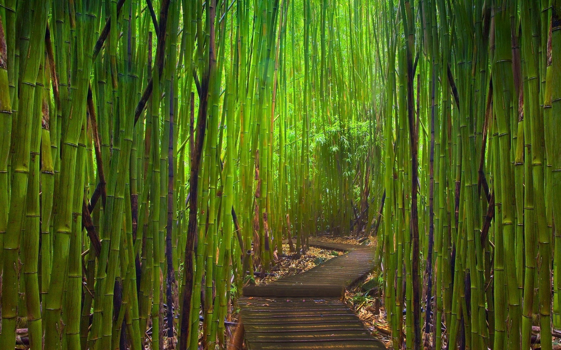green, Landscapes, Nature, Bamboo, Paths, Young Wallpaper