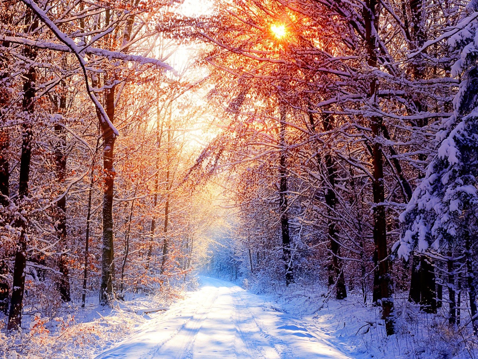 winter, Forests Wallpaper