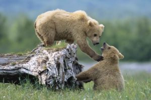 alaska, Grizzly, Bears, National, Park, Siblings