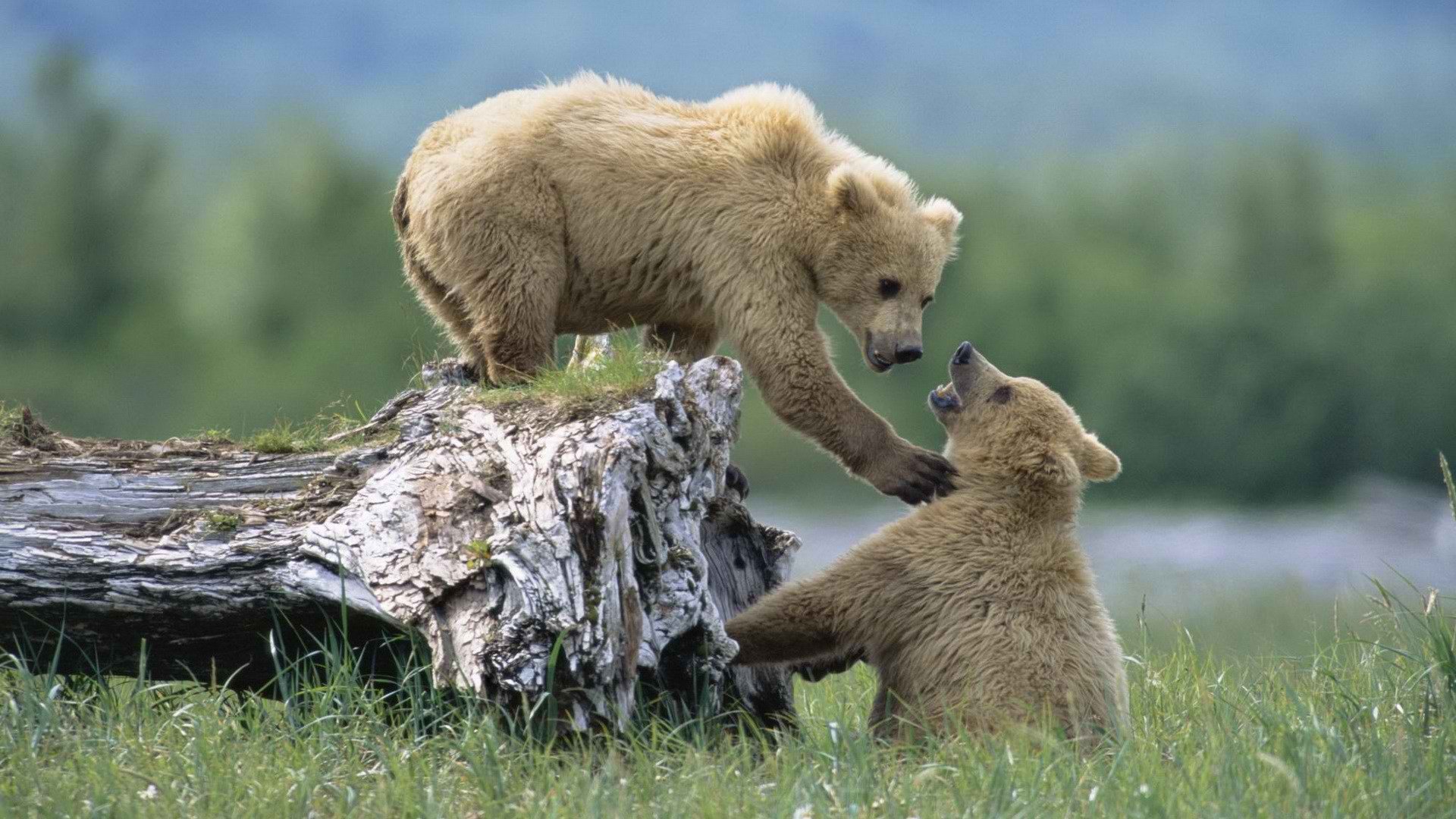 alaska, Grizzly, Bears, National, Park, Siblings Wallpaper