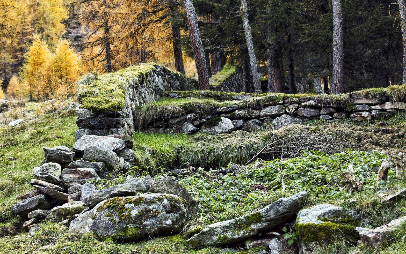 landscapes, Nature, Trees Wallpaper