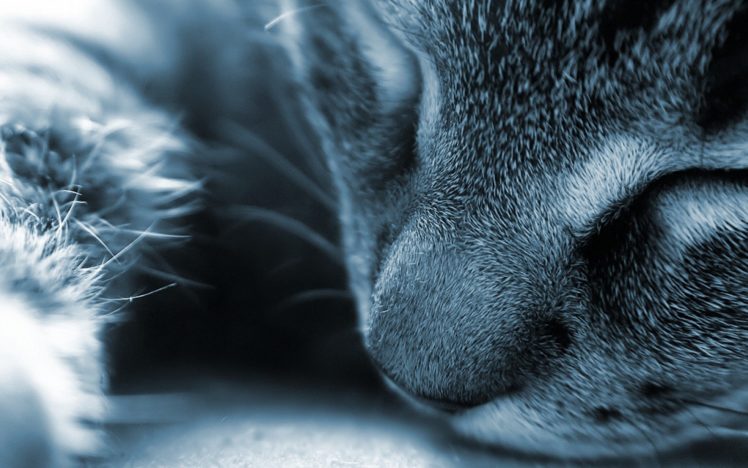 cats, Feline HD Wallpaper Desktop Background