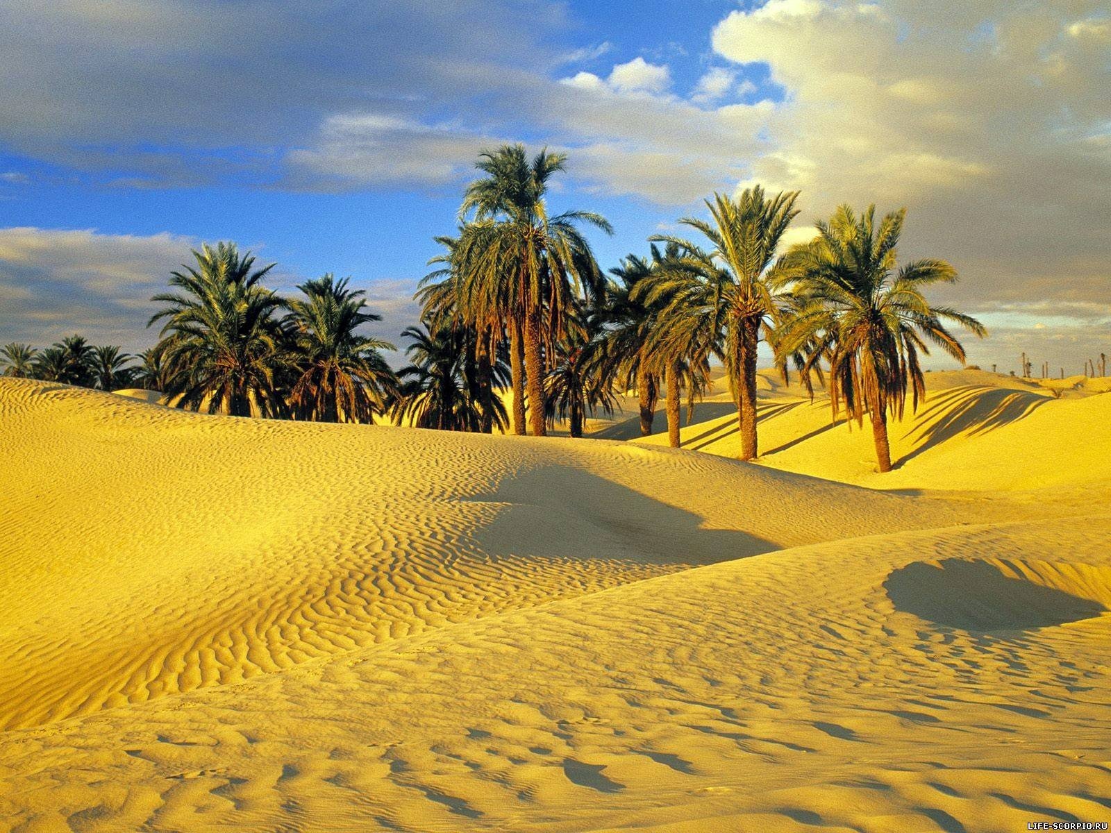 nature Wallpaper