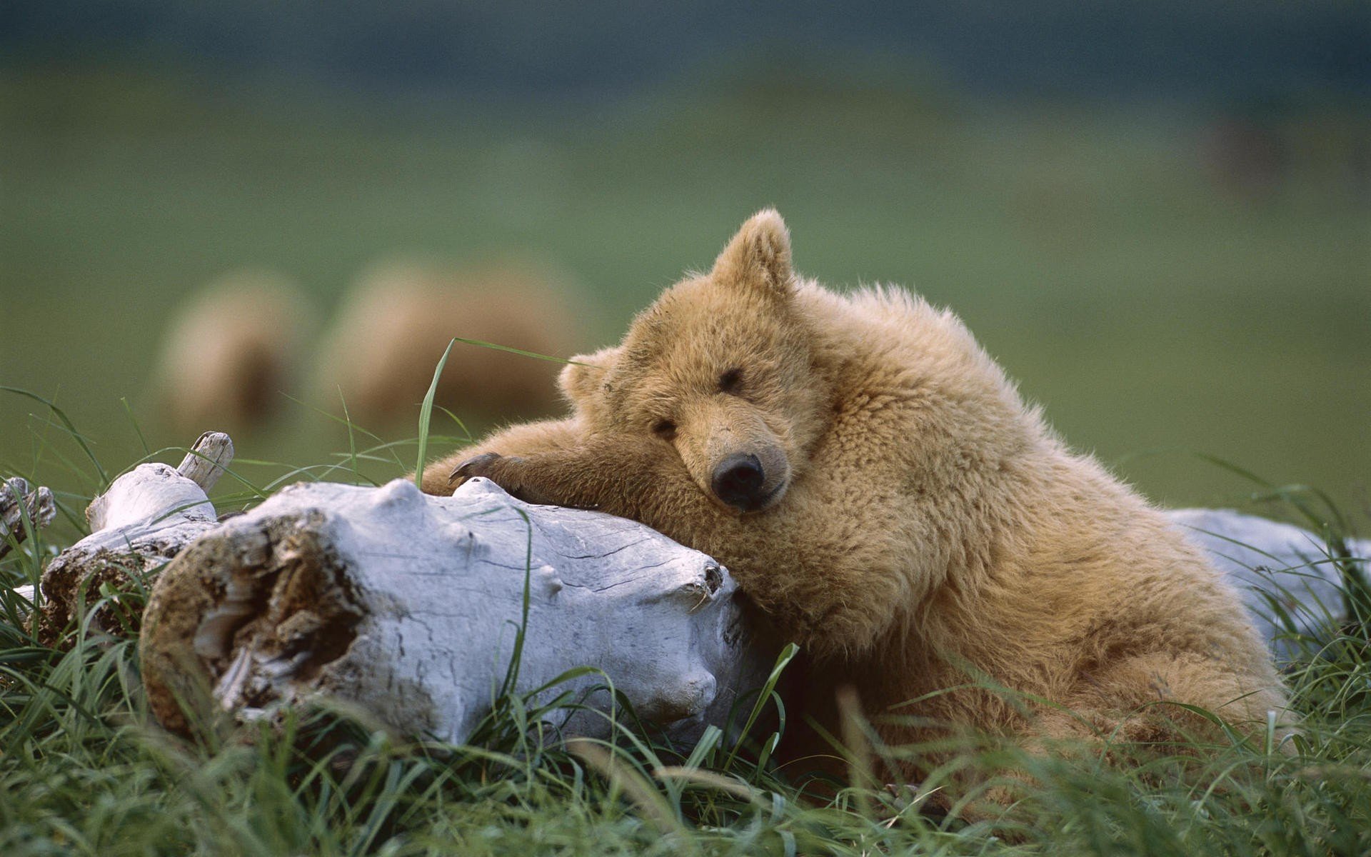 animals, Bears Wallpaper