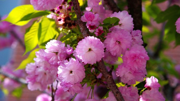 nature, Flowers, Pink, Flowers HD Wallpaper Desktop Background