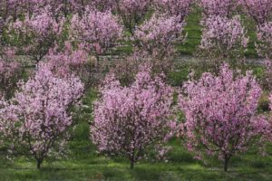 trees, Bloom, Peaches, California, Lancaster, Orchards, Fruit, Trees