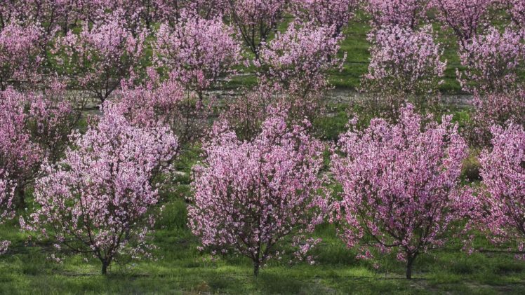 trees, Bloom, Peaches, California, Lancaster, Orchards, Fruit, Trees HD Wallpaper Desktop Background