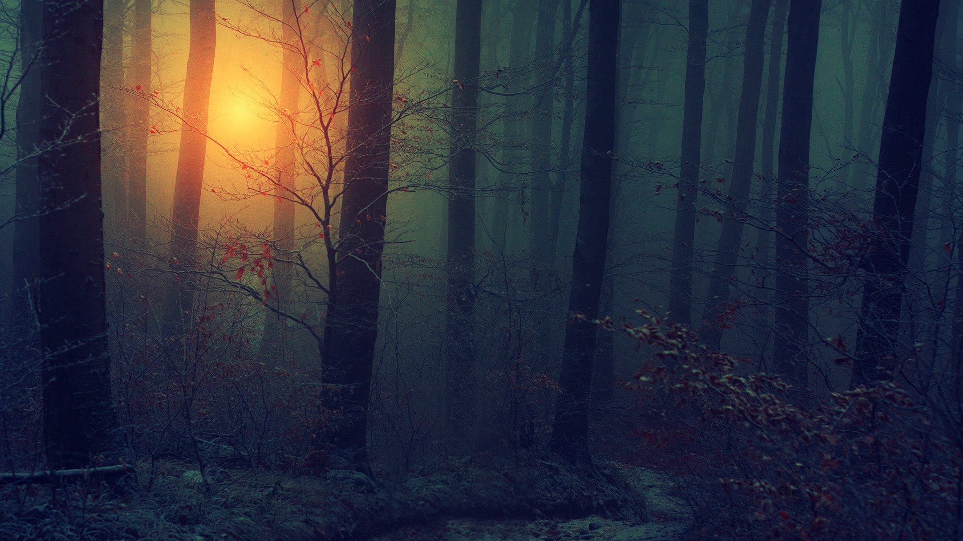 Nature Landscapes Trees Forests Wood Floor Leaves Autumn Fall Seasons Sun Sunlight Sunrise Sunset Fog Mist Haze Dark Mood Leaves Spooky Bark Wallpapers Hd Desktop And Mobile Backgrounds