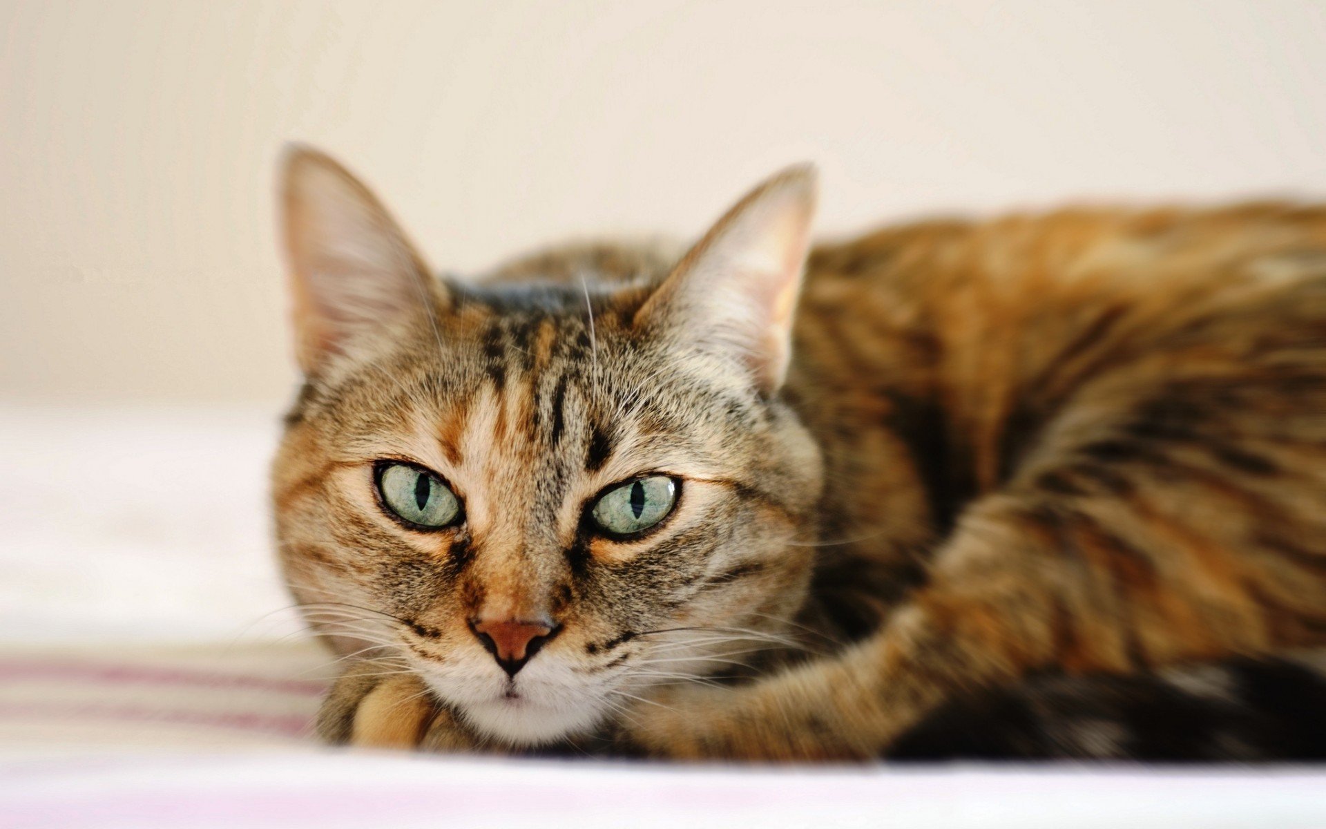 cats, Animals Wallpaper