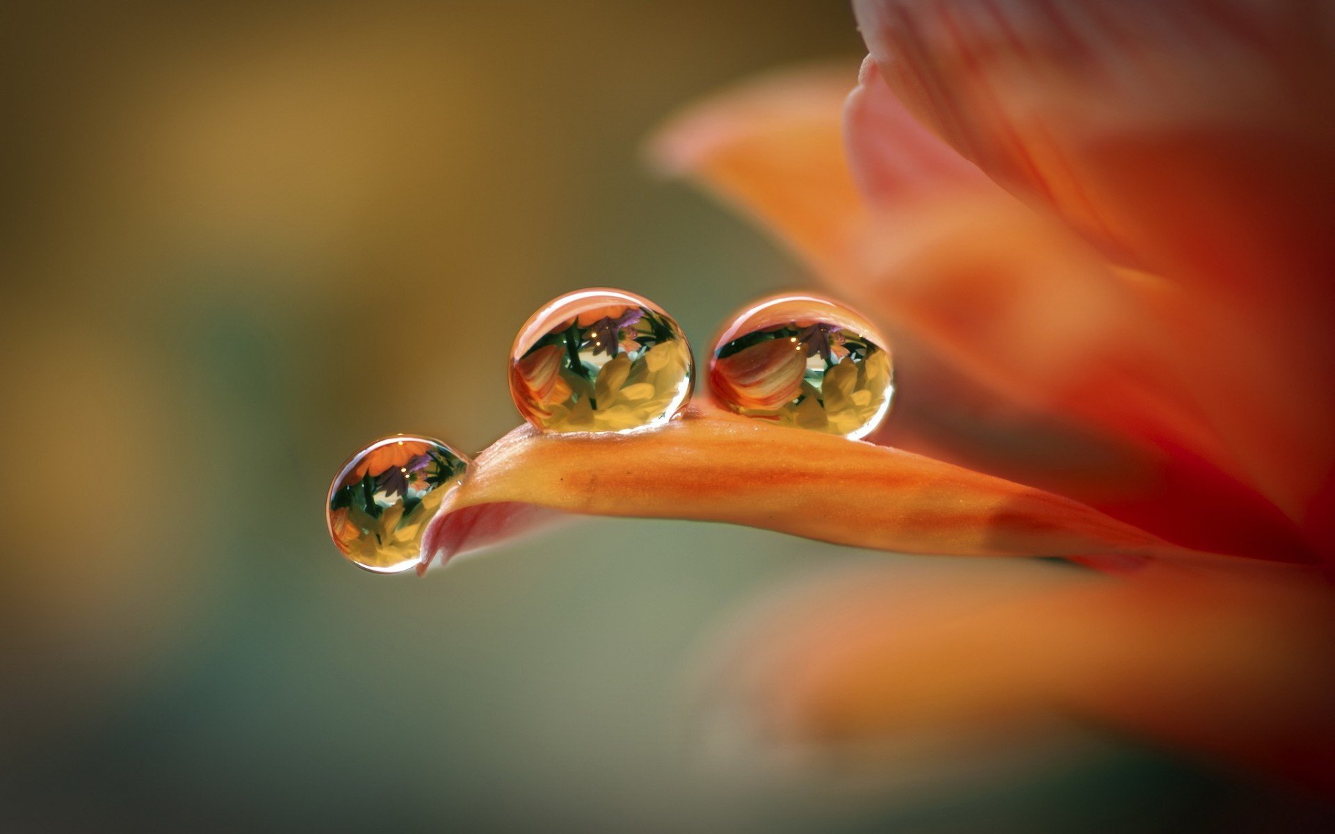 nature, Flower, Garden, Wild, Drop, Macro, Pink, Hd, Wallpaper Wallpaper