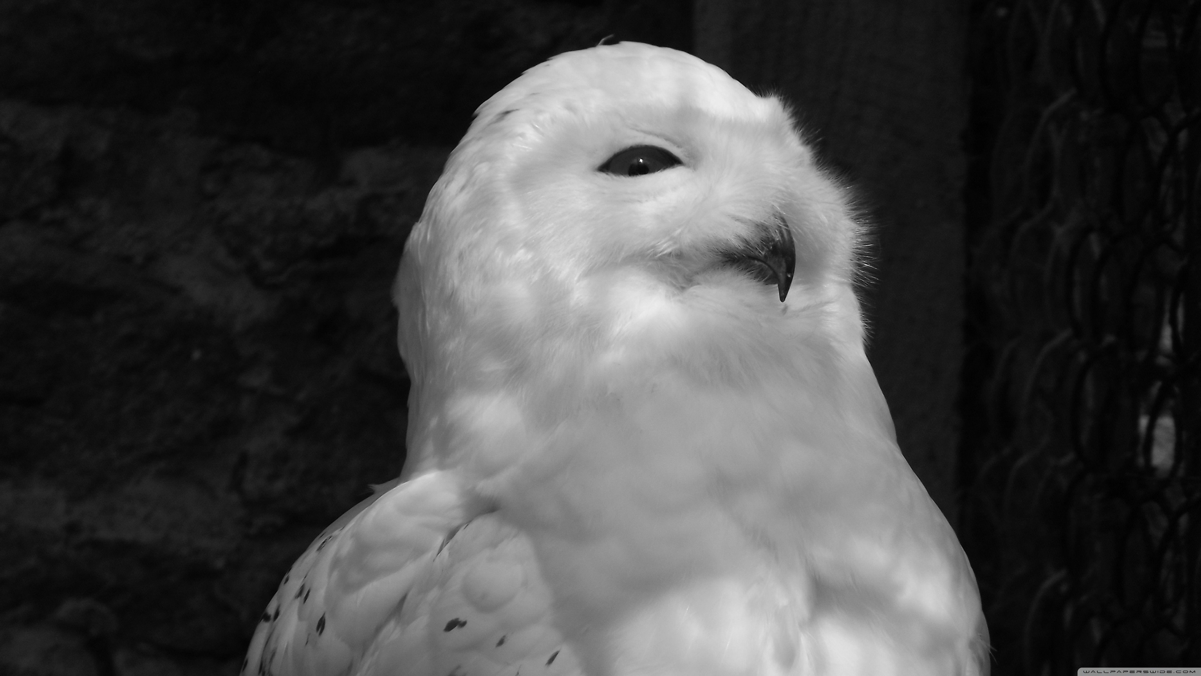 black, And, White, Animals, White, Owl Wallpaper