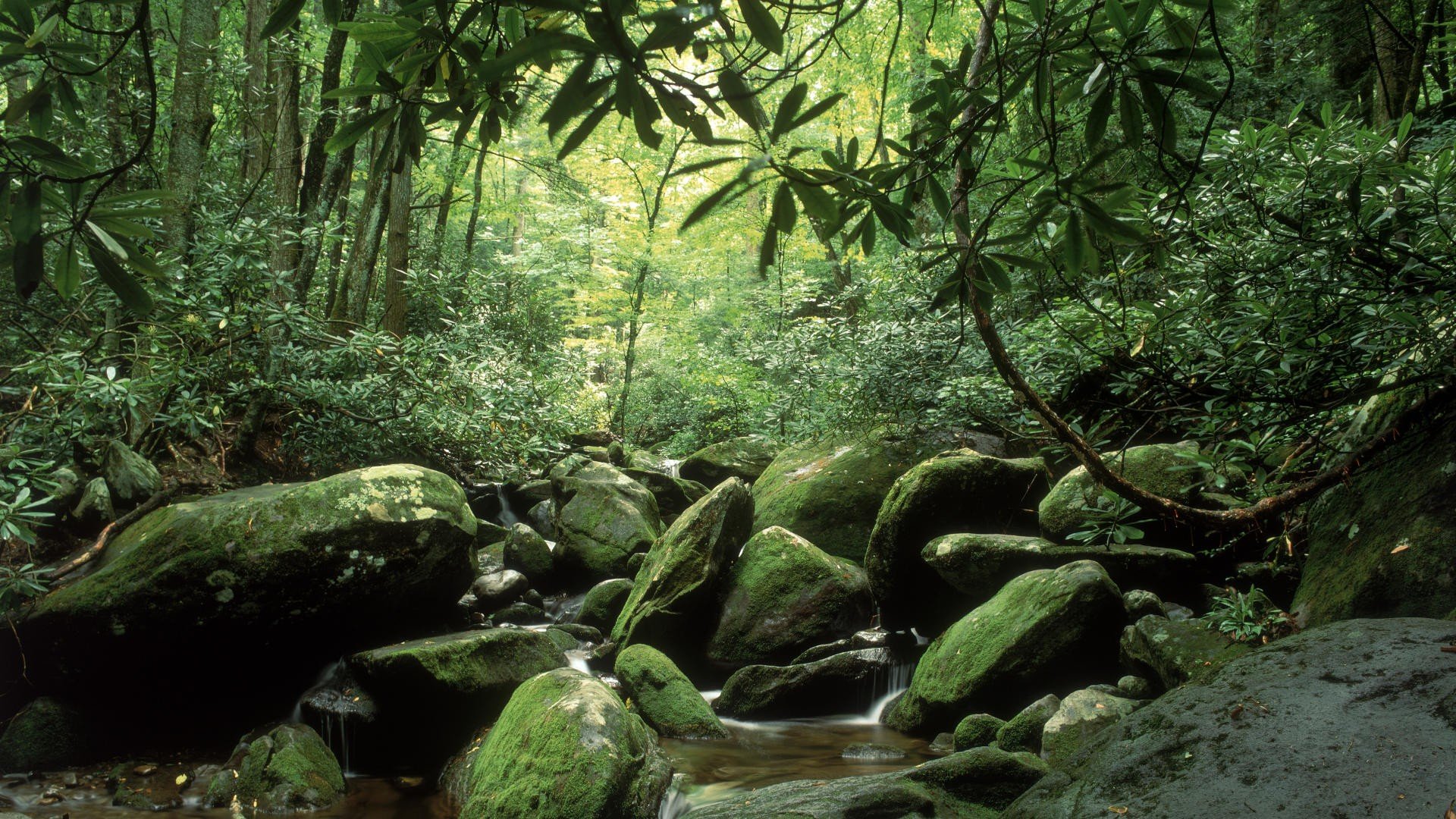 landscapes, Nature, Forests, Summer, Tennessee, Forks, National, Park, Great, Smoky, Mountains Wallpaper