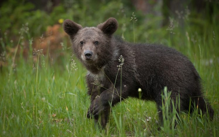 animals, Bears HD Wallpaper Desktop Background