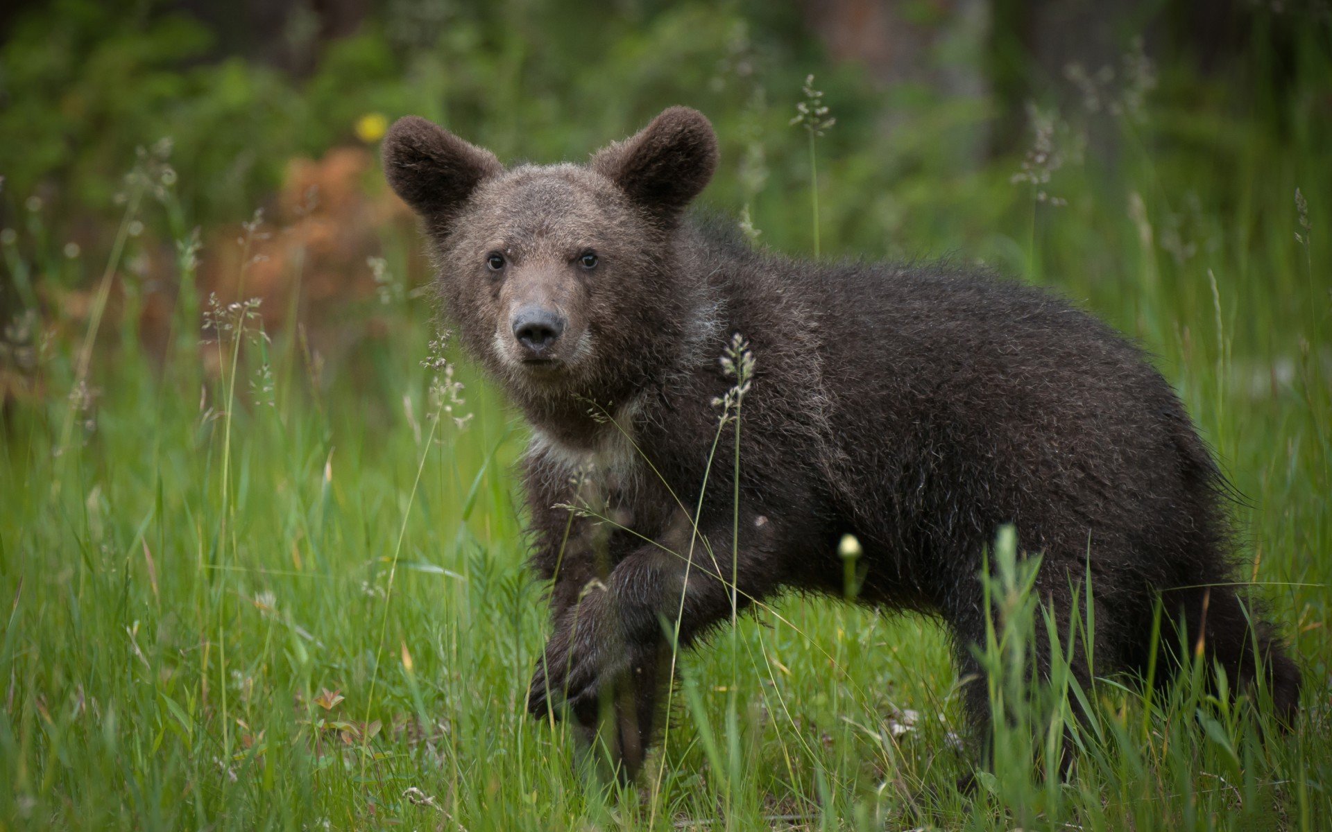 animals, Bears Wallpaper
