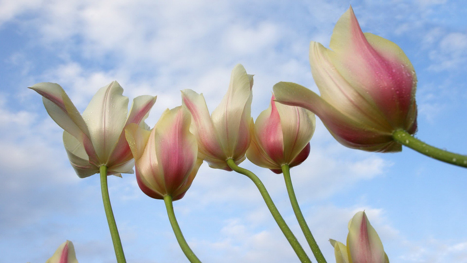 tulips Wallpaper