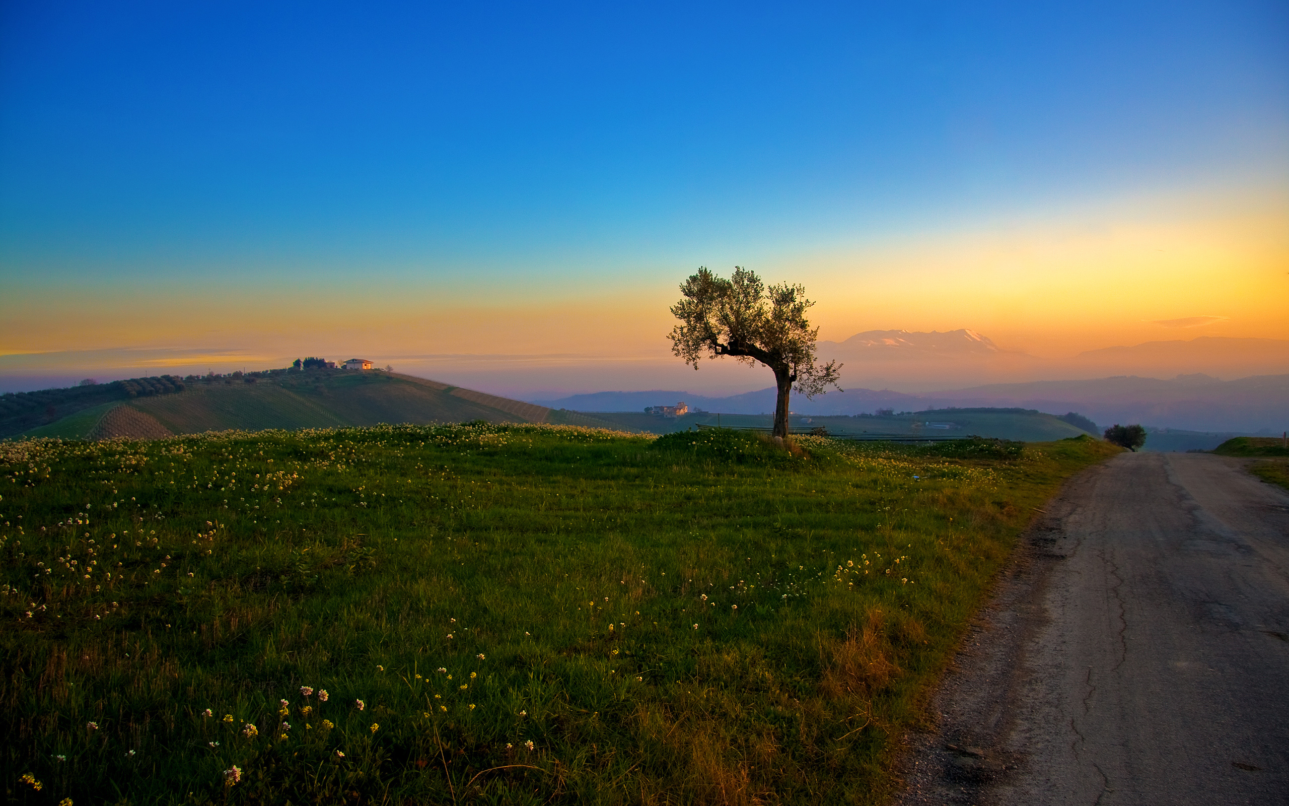 tree, And, The, Sunset Wallpaper