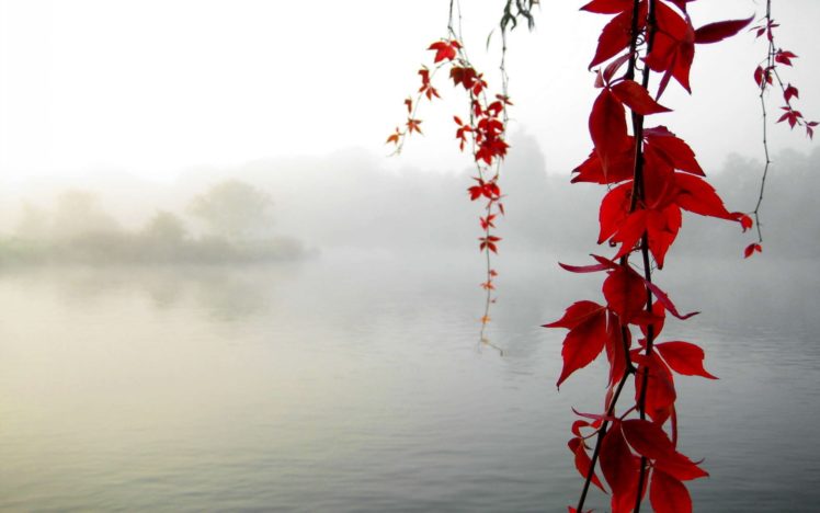 nature, Leaves, Autumn, Fall, Seasons, Maple, Branch, Lakes, Pond, Morning, Fog, Mist, Haze, Islands, Trees HD Wallpaper Desktop Background