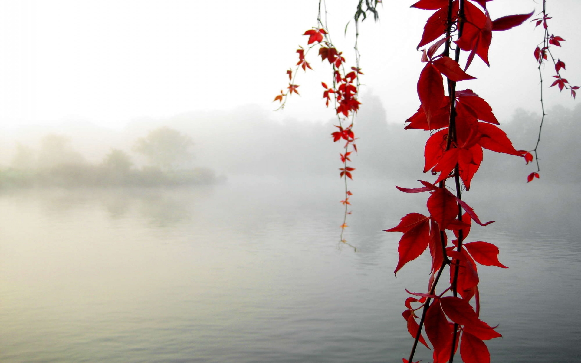 nature, Leaves, Autumn, Fall, Seasons, Maple, Branch, Lakes, Pond, Morning, Fog, Mist, Haze, Islands, Trees Wallpaper