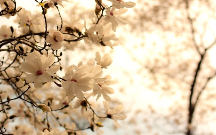 trees, Blossom HD Wallpaper Desktop Background