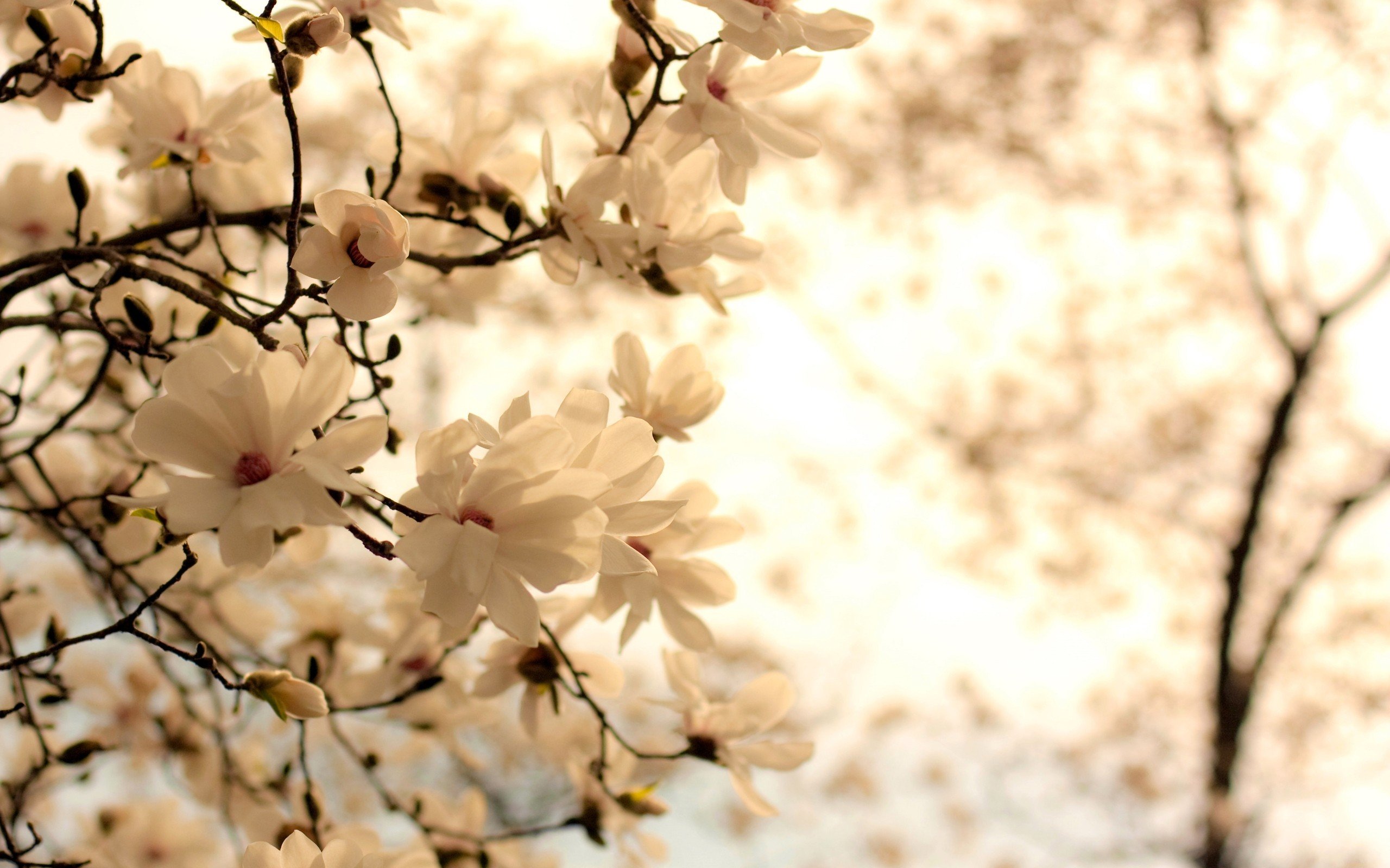 blossom