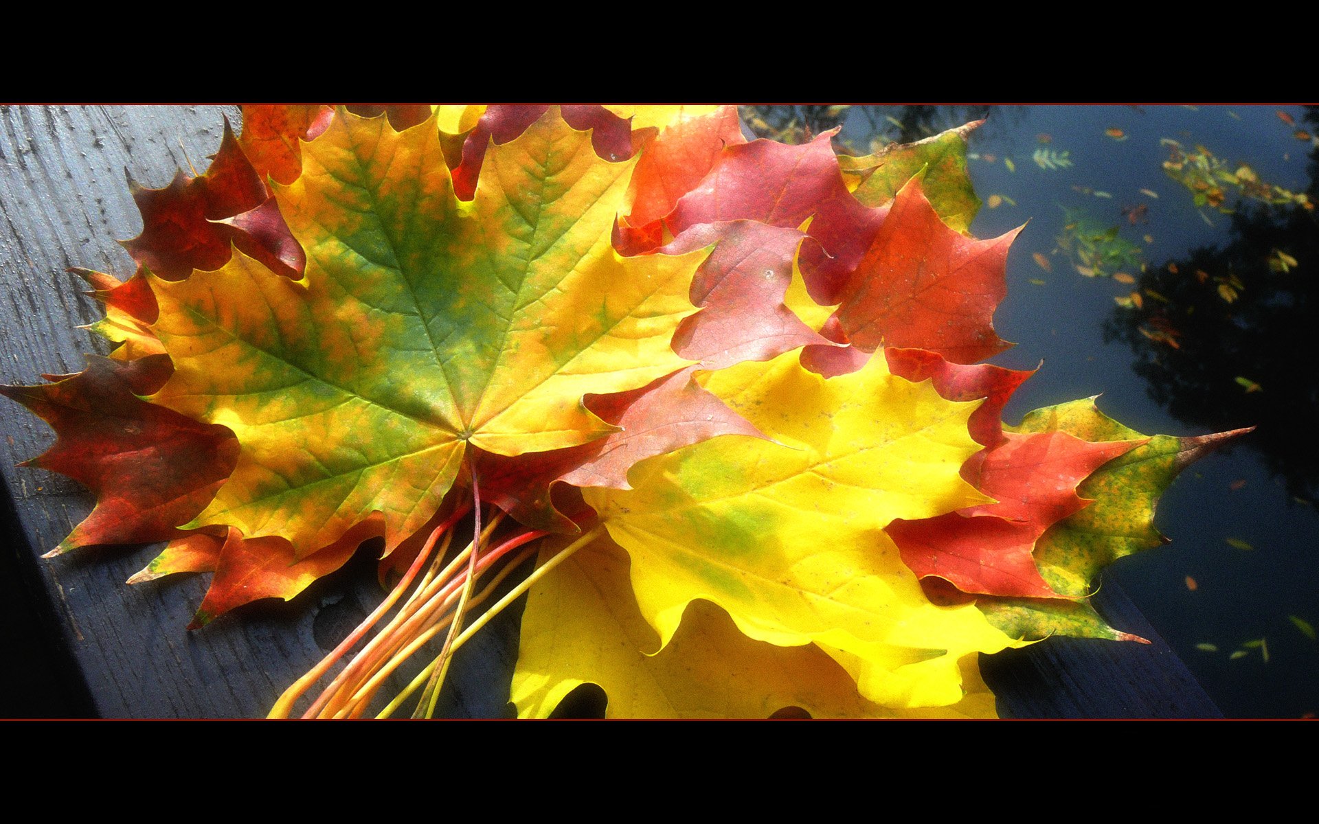 leaves, Fallen, Leaves Wallpaper