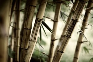 forests, Leaves, Bamboo, Plants