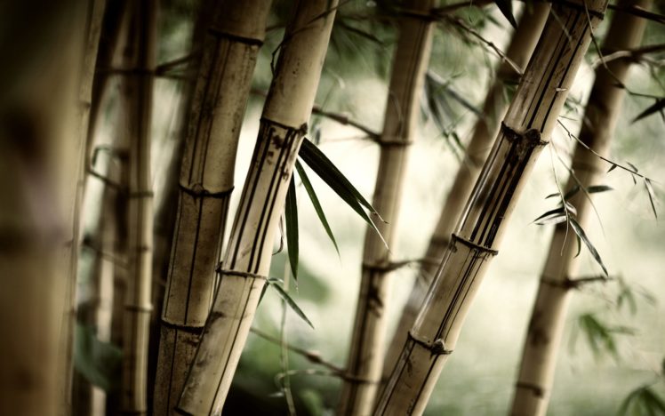 forests, Leaves, Bamboo, Plants Wallpapers HD / Desktop and Mobile