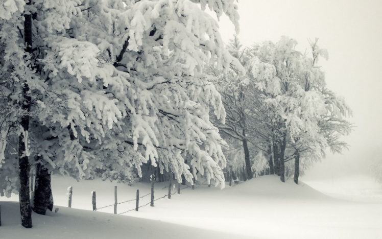 nature, Landscapes, Winter, Snow, Seasons, Cold, Freezing, White, Trees, Fields, Fence, Storm HD Wallpaper Desktop Background