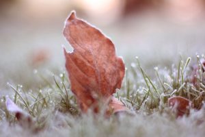 leaves, Frost