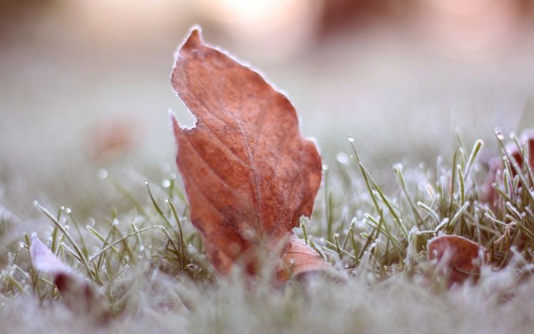 leaves, Frost HD Wallpaper Desktop Background
