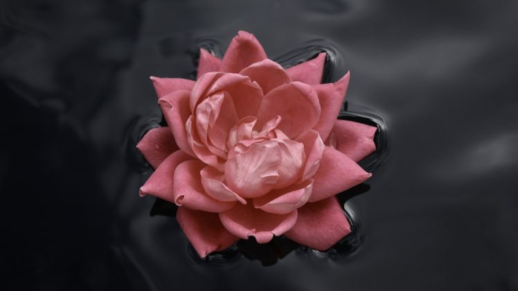 lotus, Flower HD Wallpaper Desktop Background