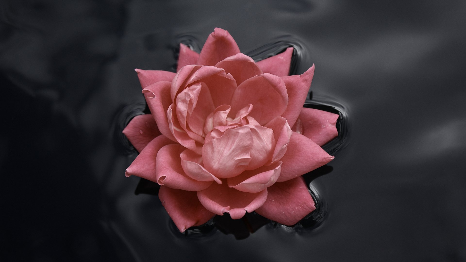 lotus, Flower Wallpaper