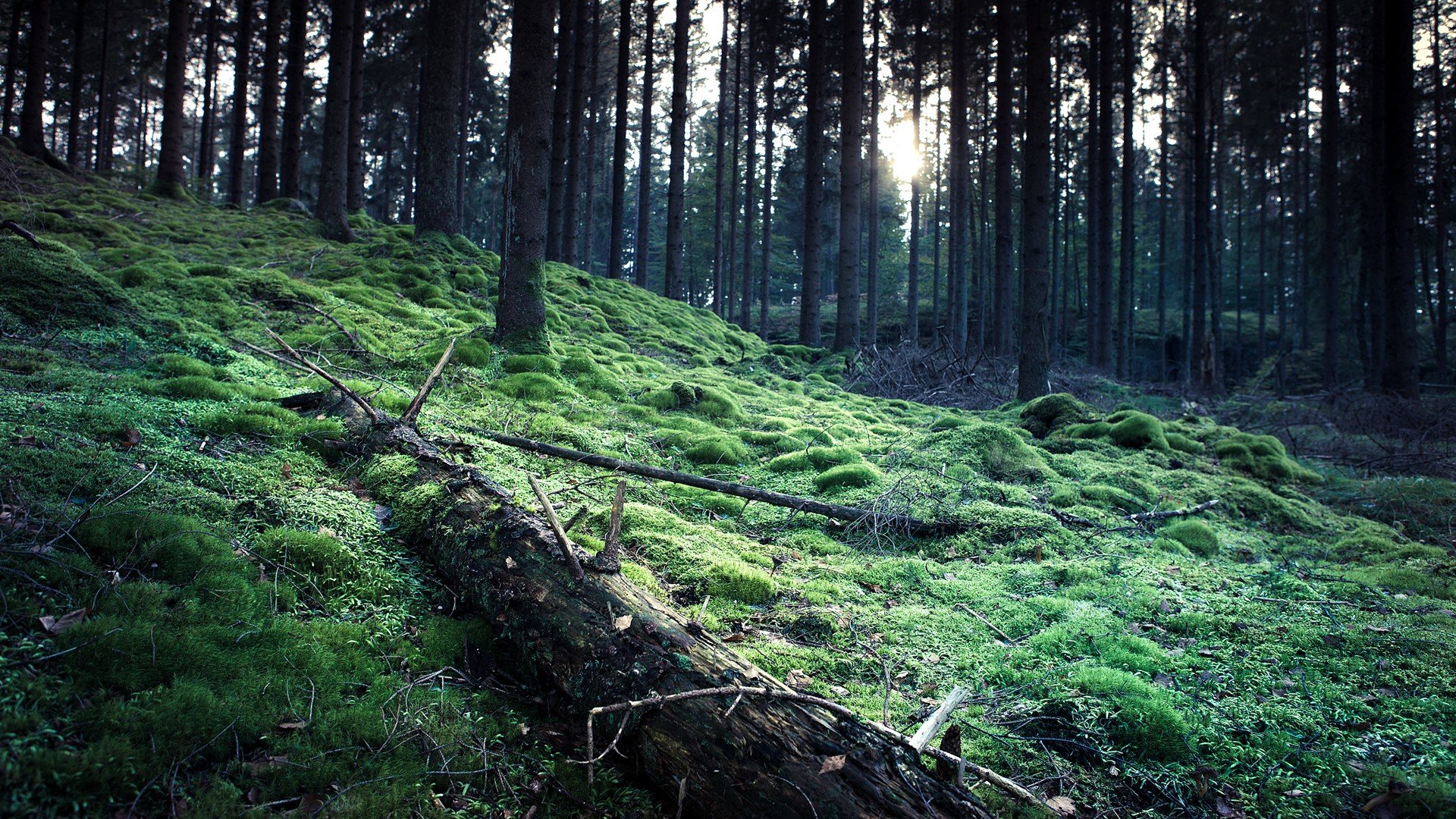 landscapes, Trees, Forests Wallpaper