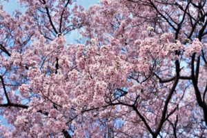 japan, Cherry, Blossoms, Flowers, Spring, Flowered, Trees