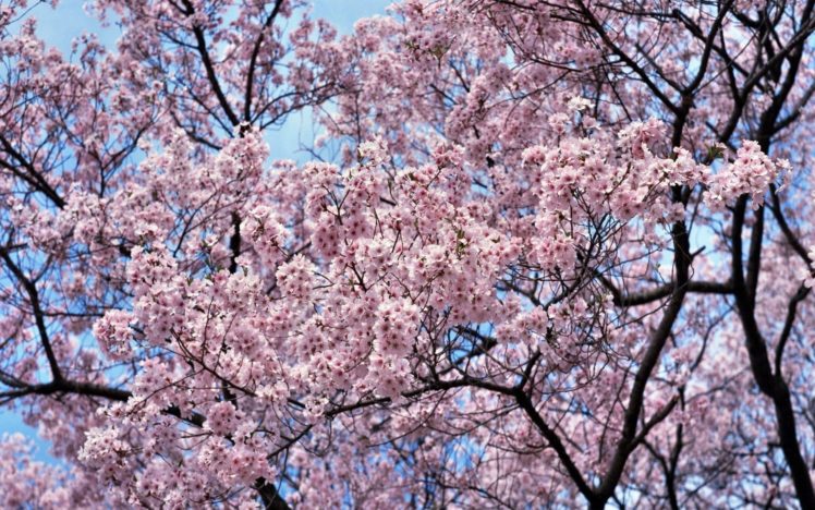 japan, Cherry, Blossoms, Flowers, Spring, Flowered, Trees HD Wallpaper Desktop Background