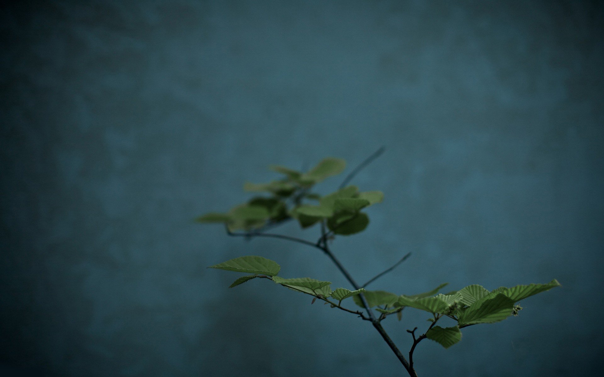 leaves, Macro Wallpaper