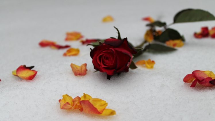 snow, Flowers, Leaves, Roses HD Wallpaper Desktop Background