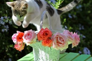 animals, Cats, Feline, Fur, Whiskers, Motion, Jump, Action, Flowers, Vase, Bouquets
