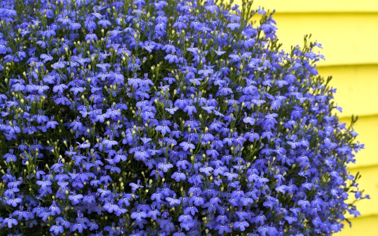 nature, Flowers, Blue, Flowers HD Wallpaper Desktop Background