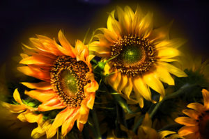 nature, Flowers, Still, Life, Bouquets, Sunflowers, Seed, Petals, Yellow, Thanksgiving, Seasonal, Yellow, Color, Soft, Contrast