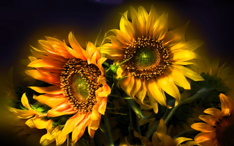 nature, Flowers, Still, Life, Bouquets, Sunflowers, Seed, Petals, Yellow, Thanksgiving, Seasonal, Yellow, Color, Soft, Contrast HD Wallpaper Desktop Background