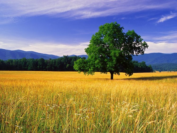 landscapes, Trees, Fields, Tennessee, Oak, Great, Smoky, Mountains HD Wallpaper Desktop Background
