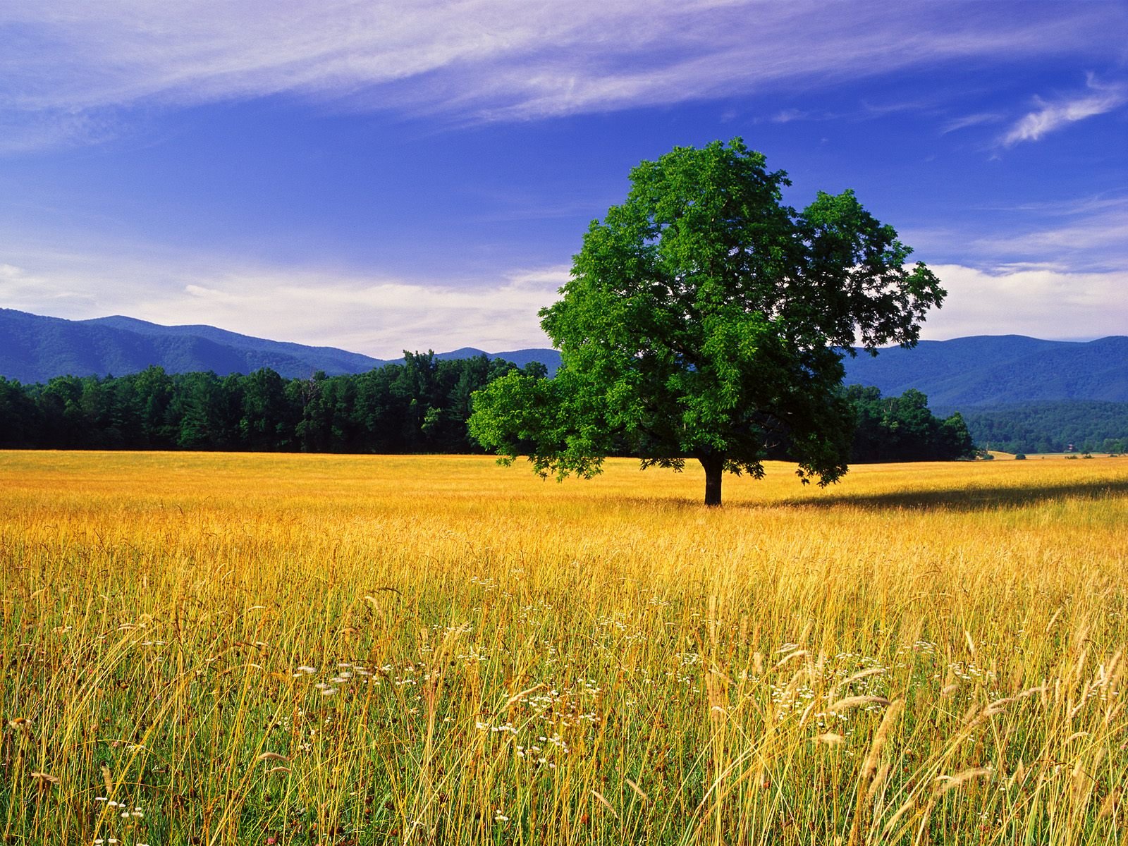 landscapes, Trees, Fields, Tennessee, Oak, Great, Smoky, Mountains Wallpaper