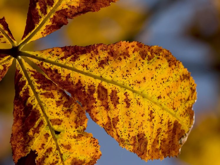 nature, Leaf, Autumn, Leaves, Plants HD Wallpaper Desktop Background
