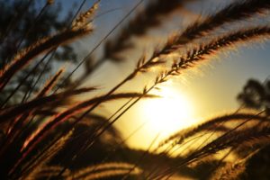 nature, Sun, Wheat, Spikelets